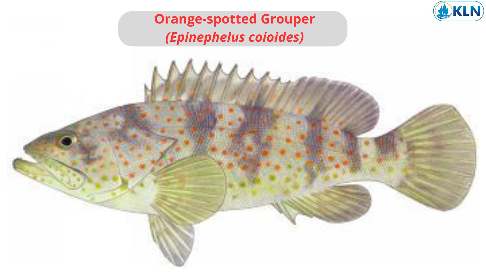 Orange-spotted Grouper (Epinephelus coioides) 